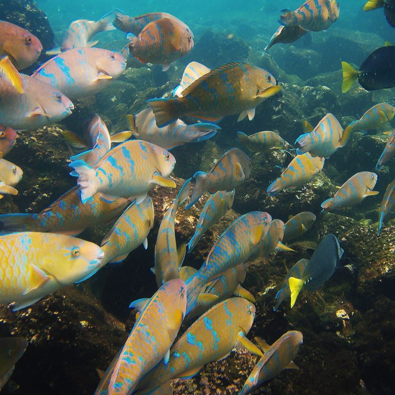international expeditions galapagos 3