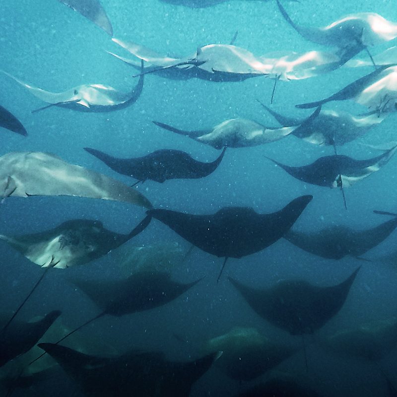 international expeditions galapagos 4