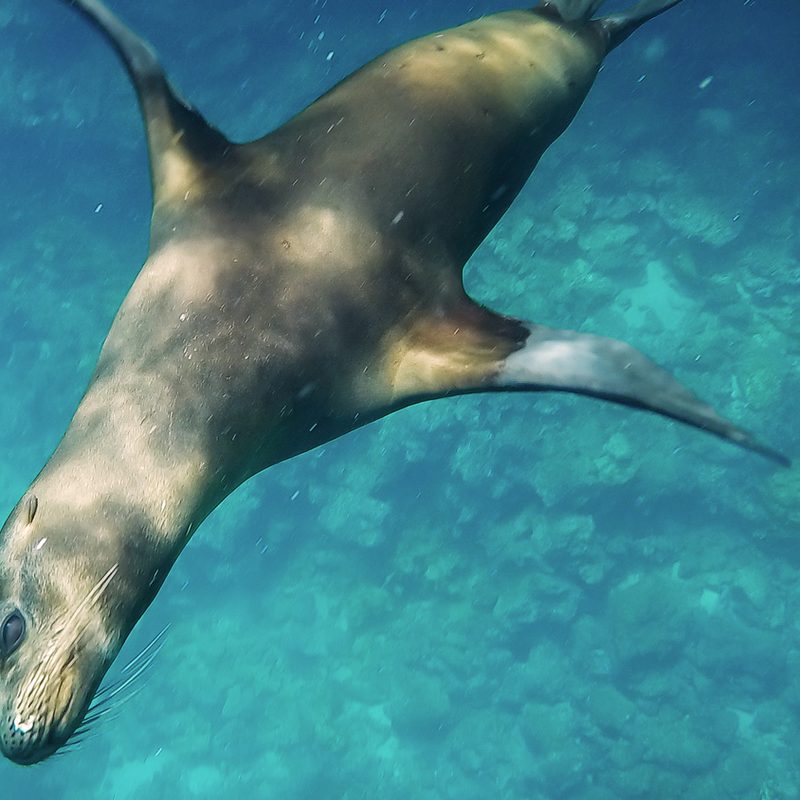 international expeditions galapagos 5