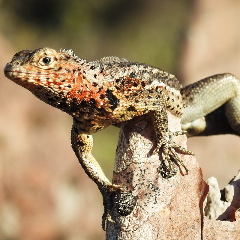 international expeditions galapagos 6