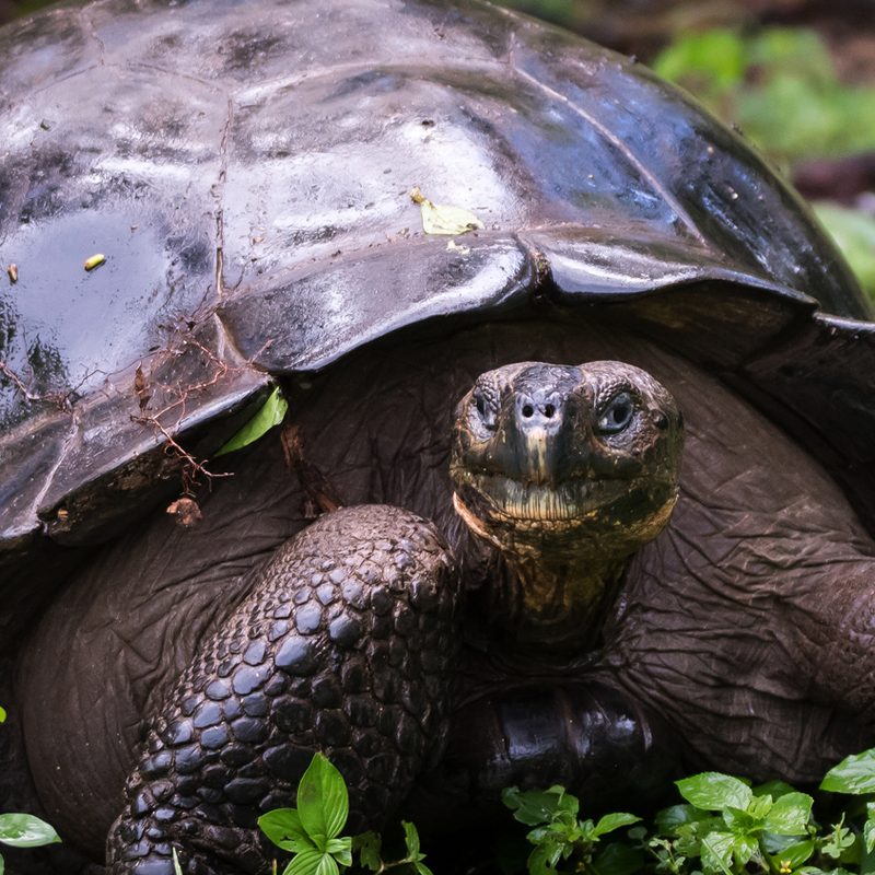 international expeditions galapagos 7
