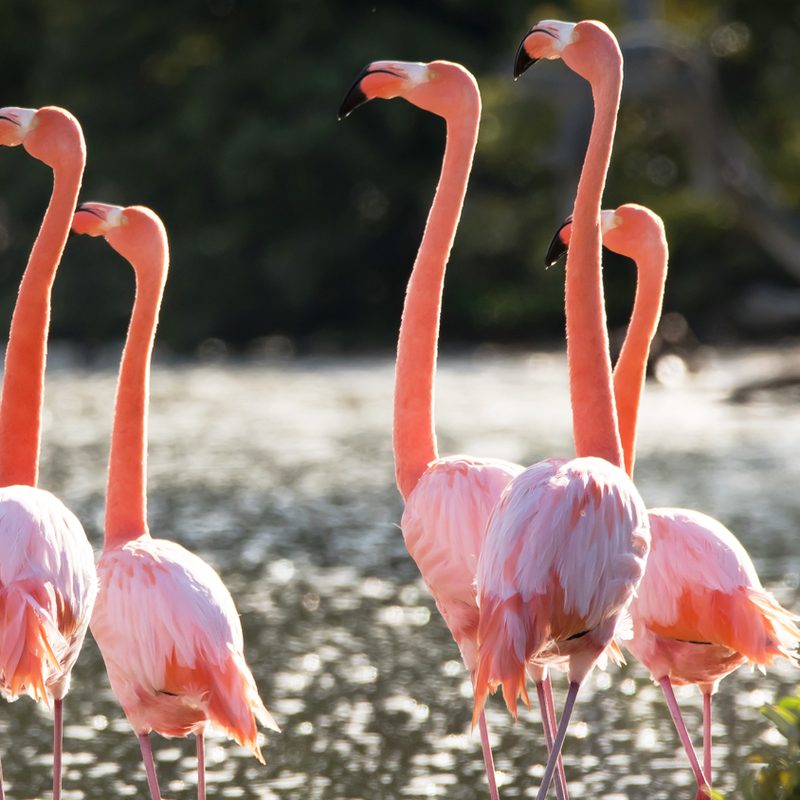 international expeditions galapagos 8
