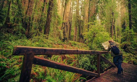 epic arbor day redwood feature