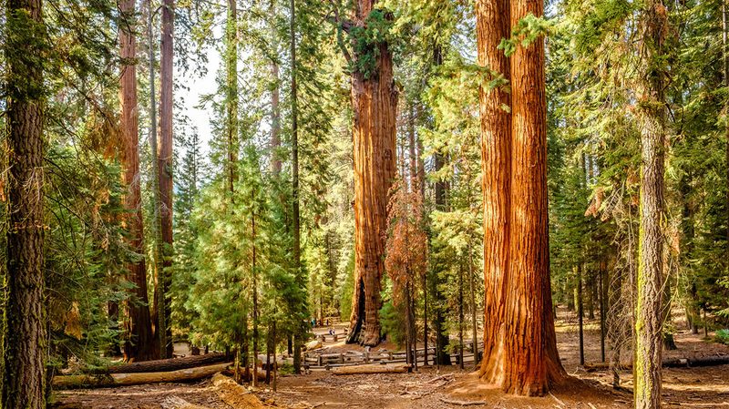 Sequioa Trees