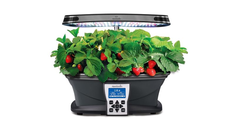 the-desktop-garden