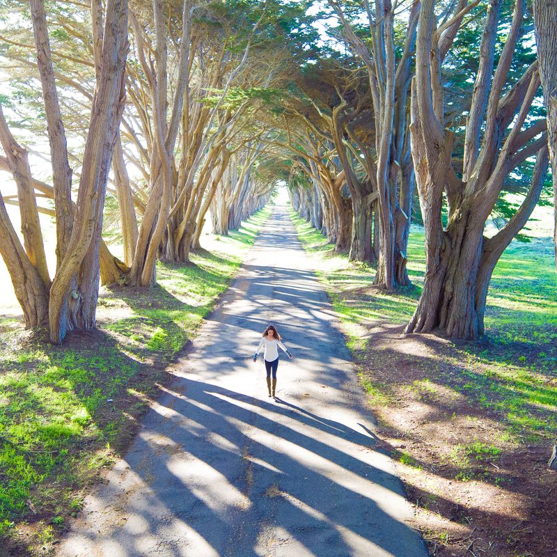 drone photography chase guttman the morning sun casts ominous shadows among a cypress tree tunnel
