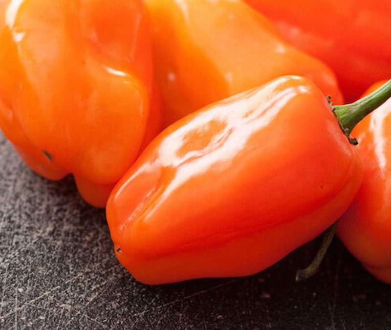 Hot sauce peppers