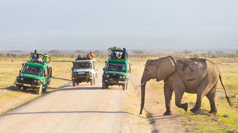 Stock-African-Safari-with-Elephant