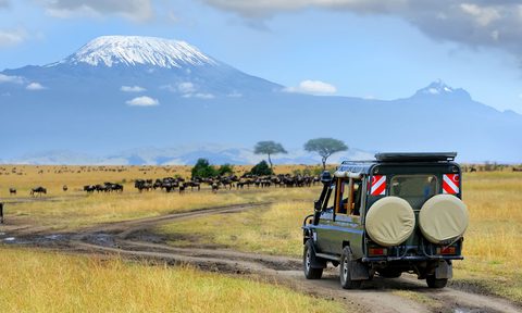 Stock-African-Safari