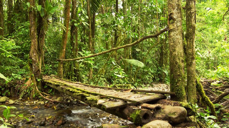 Stock-Forest-in-Ecuador-Andes
