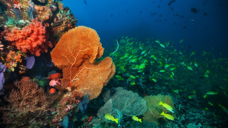 Stock-Ocean-Coral-Reef