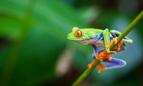 best environmental charities stock red eyed frog