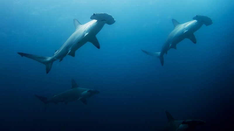 Stock-School-of-hammerhead-sharks-in-malpelo-island