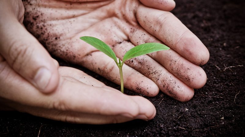 Stock-Young-Plant-with-Hands