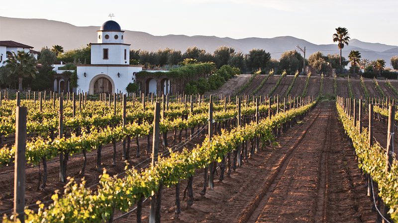 Valle de Guadalupe Mexico wineries