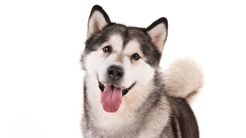 Best Dog Breeds Alaskan Malamute