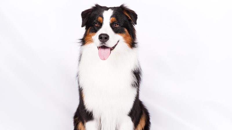 Best Dog Breeds Australian Shepard