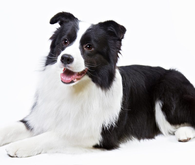 Best Dog Breeds Border Collie