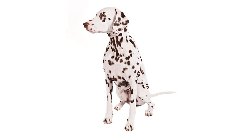 Best Dog Breeds