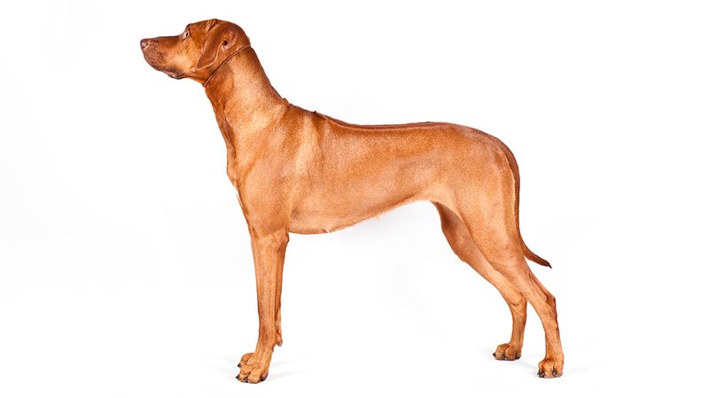 Best Dog Breeds