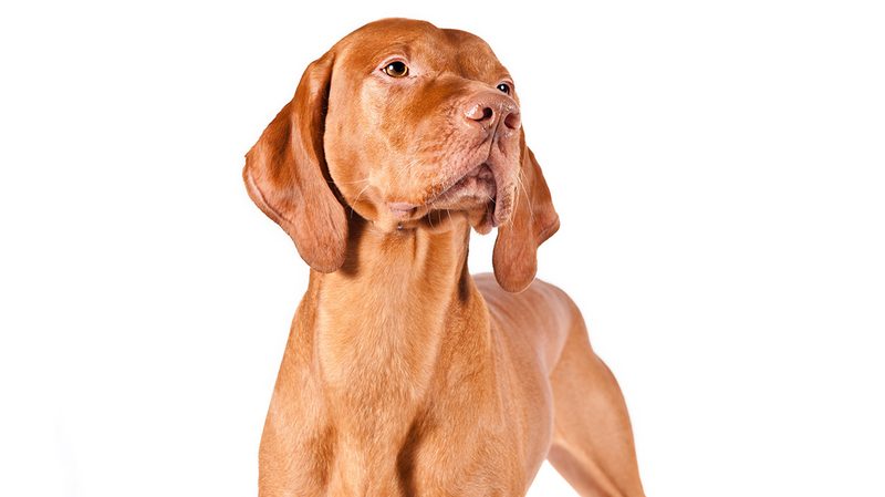 Best Dog Breeds