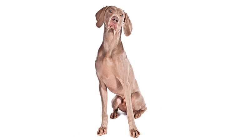 Best Dog Breeds