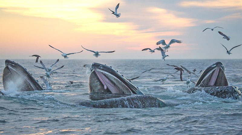 Boston Harbor Cruises’ whale-watching tours