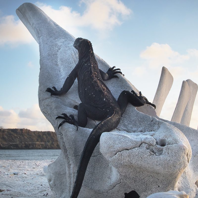 Galapagos