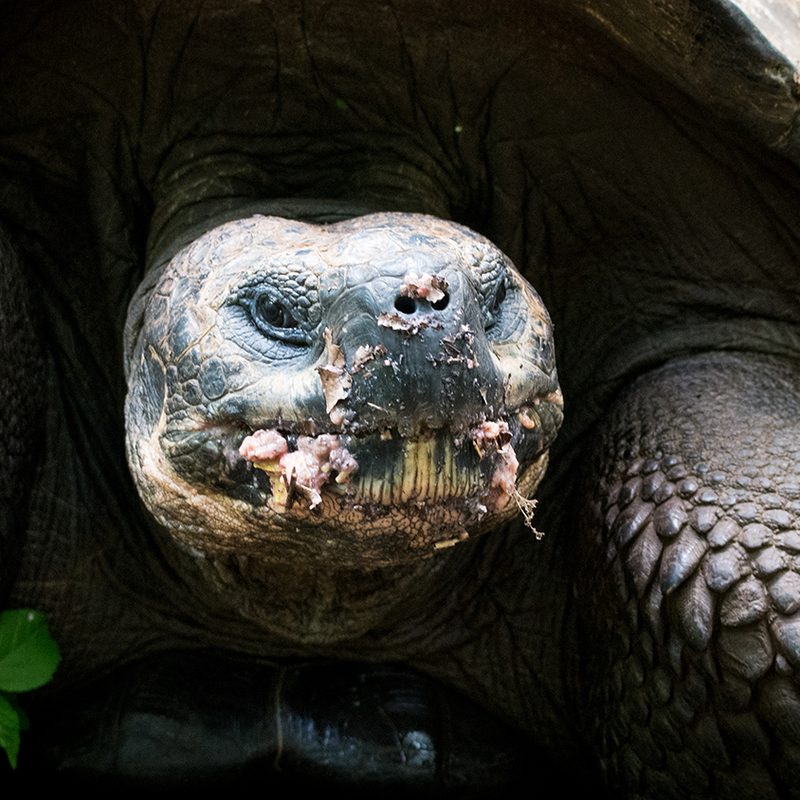 comprehensive guide galapagos islands dsc 4350