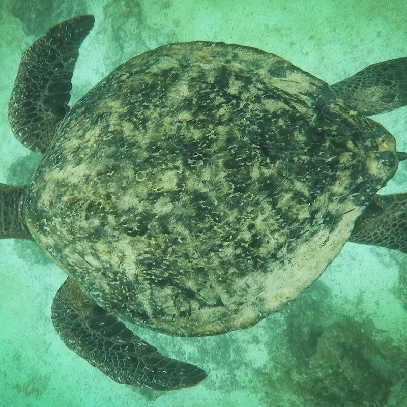 comprehensive guide galapagos islands g0542794