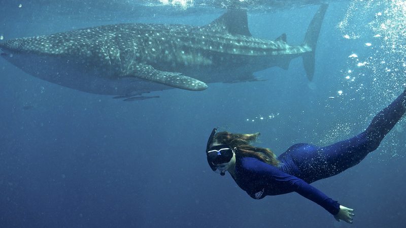 Ningaloo-Whalesharks-Swimming-with-Sharks
