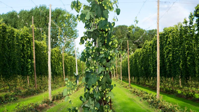 Stock-Hops-Garden