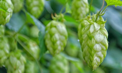 Stock-Hops
