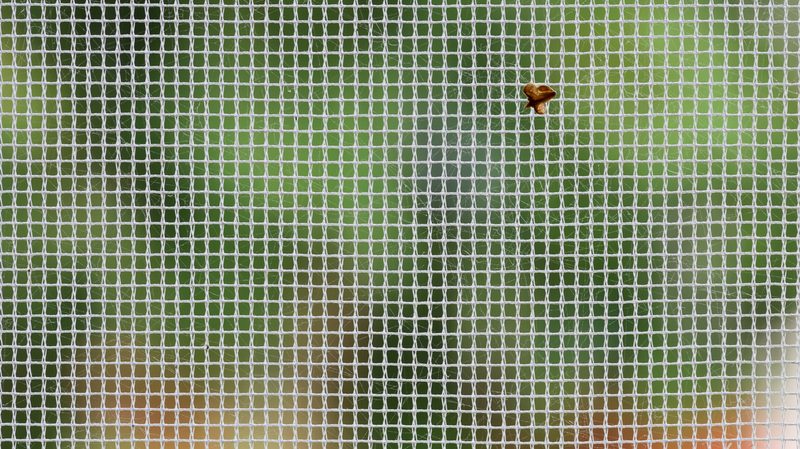 mosquitos on a net