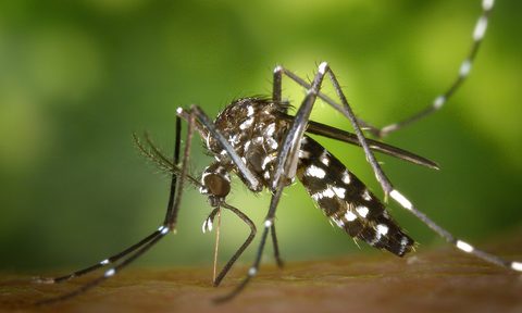 how to get rid of mosquitos