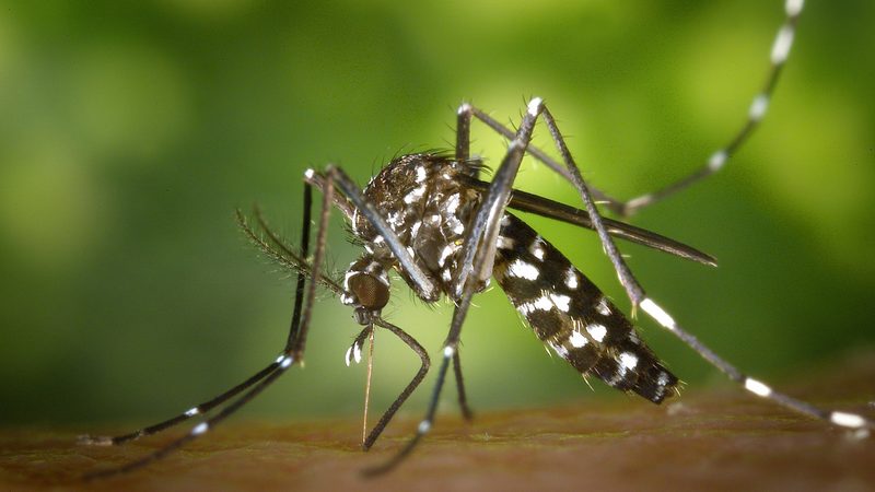 how to get rid of mosquitos