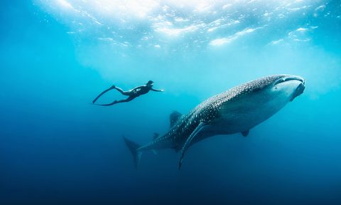 Freediving Explore the Ocean on a Single Breath of Air