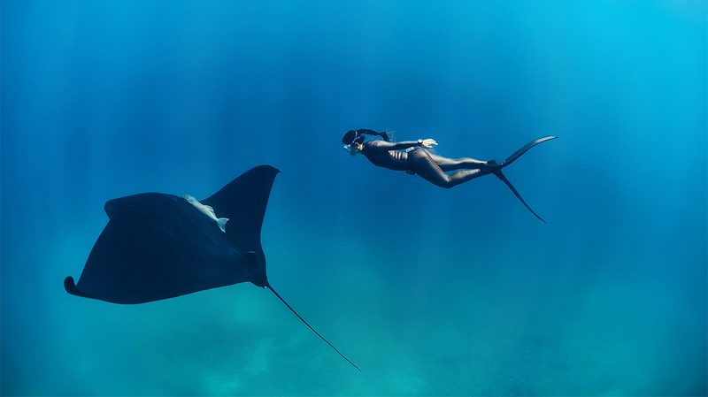 Freediving manta ray