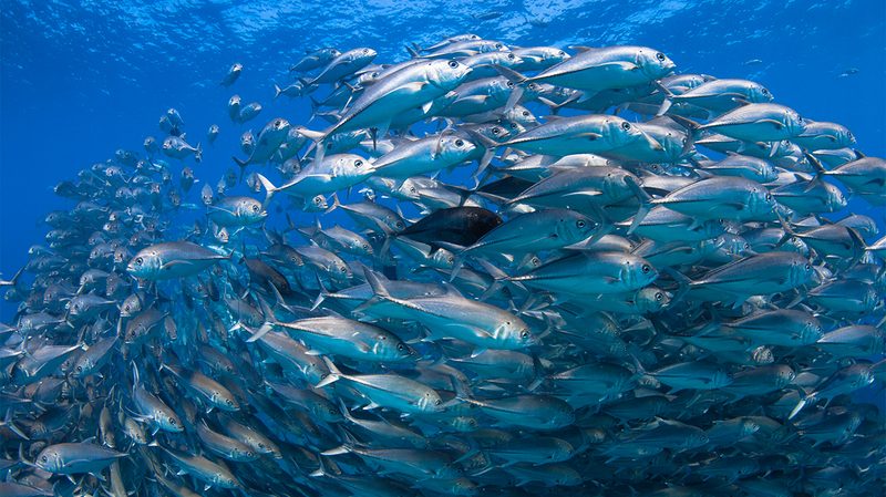 Freediving school of fishes