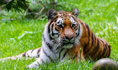 tiger lodge, animal gallery siberian amur tiger at The Tiger Lodge