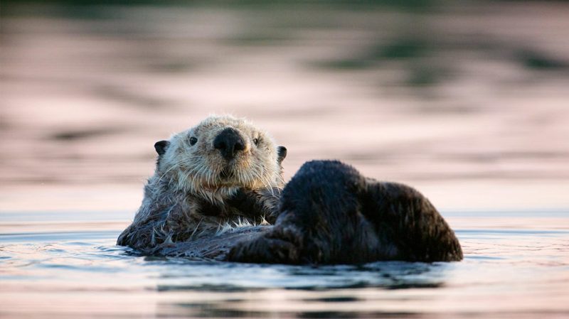 outer shores tours