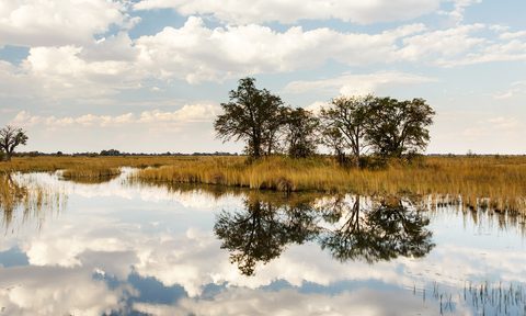 sandibe okavango safari lodge botswana africa