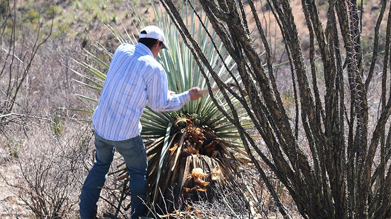 Fabriquero Sotol Production shot