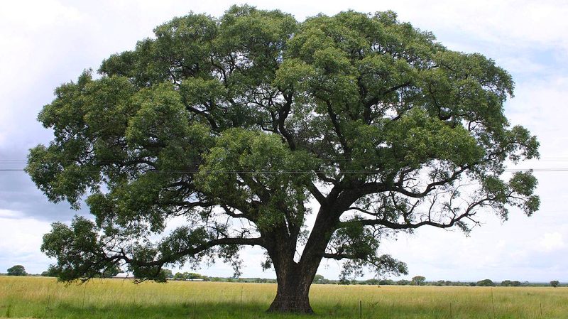 Amarula Tree