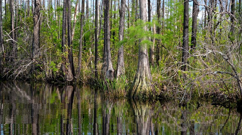 Canoeing the Okefenokee Swamp