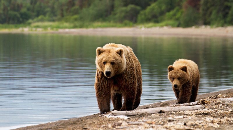 grizzly bear