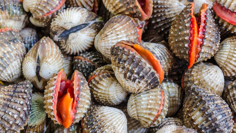 Blood Clams
