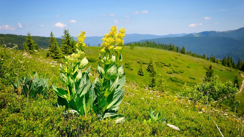Great Yellow Gentian on a hillside.