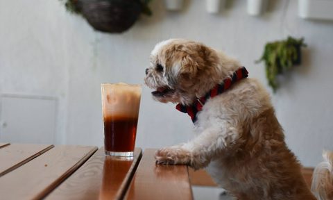 dog restaurants in los angeles ayara thai cuisine
