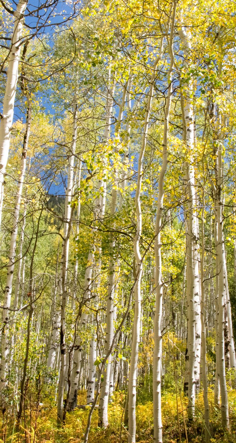 castle creek colorado aspen restaurants